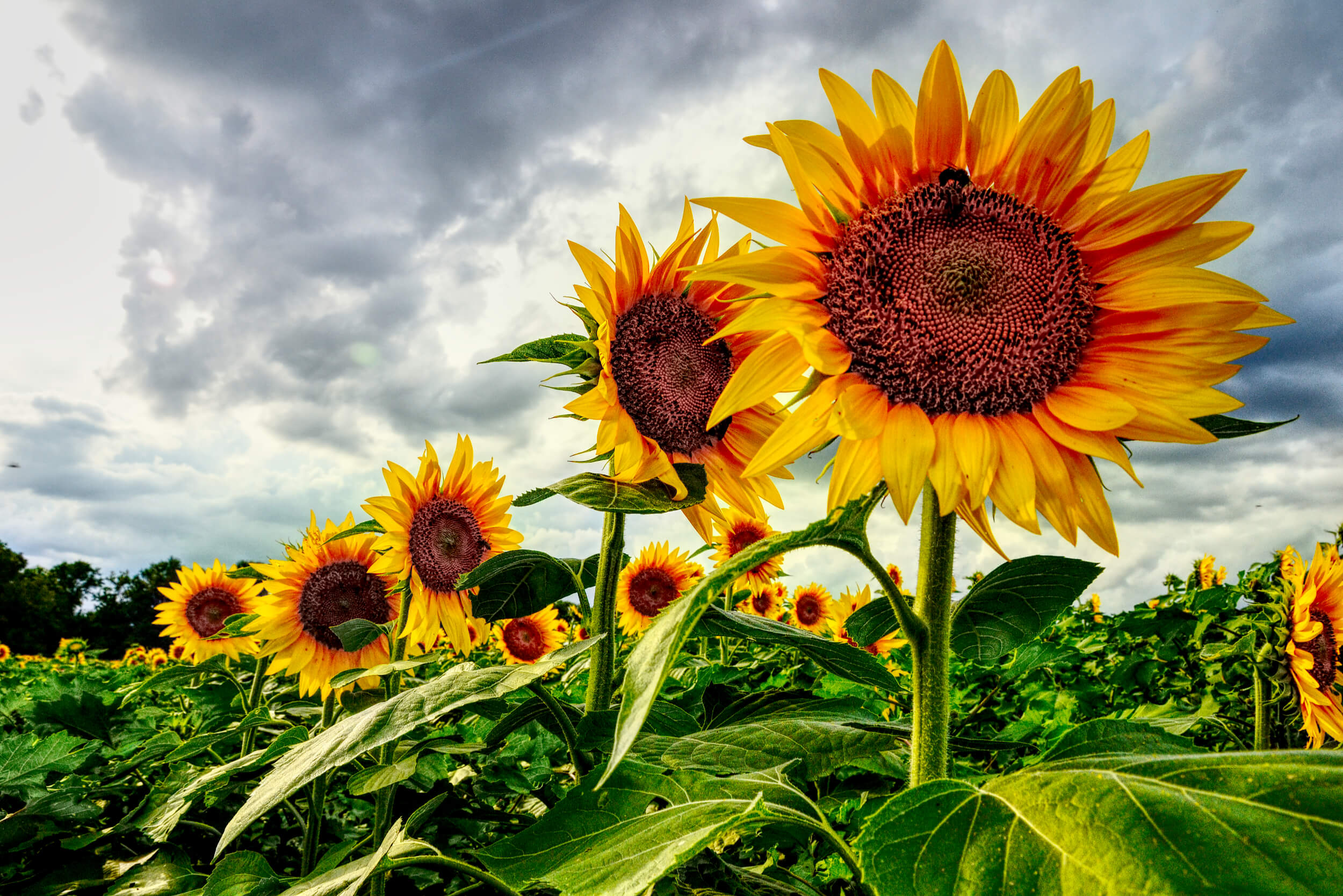 Kansas The Sunflower State - Zimmin Around the World